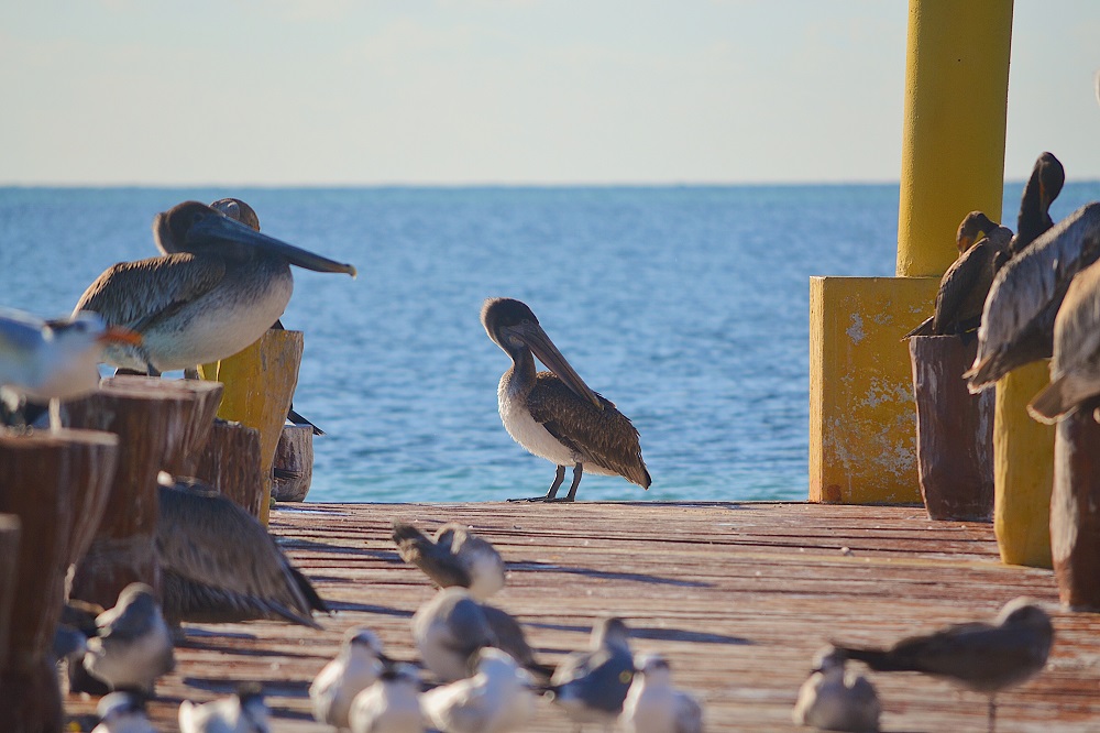 Pelican on pier