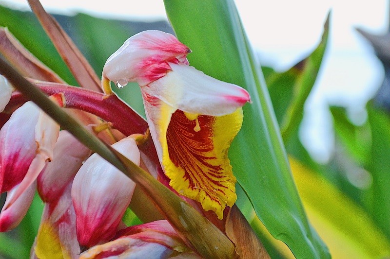 St. Lucia flora