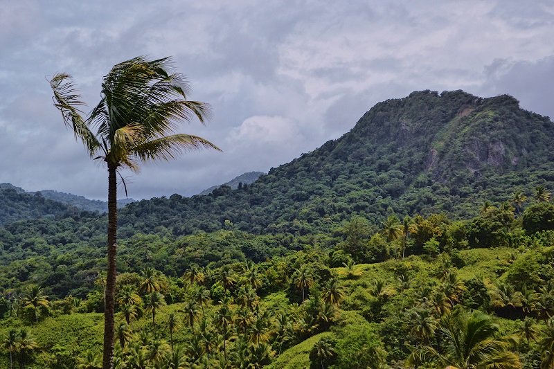 St. Lucia Rainforest