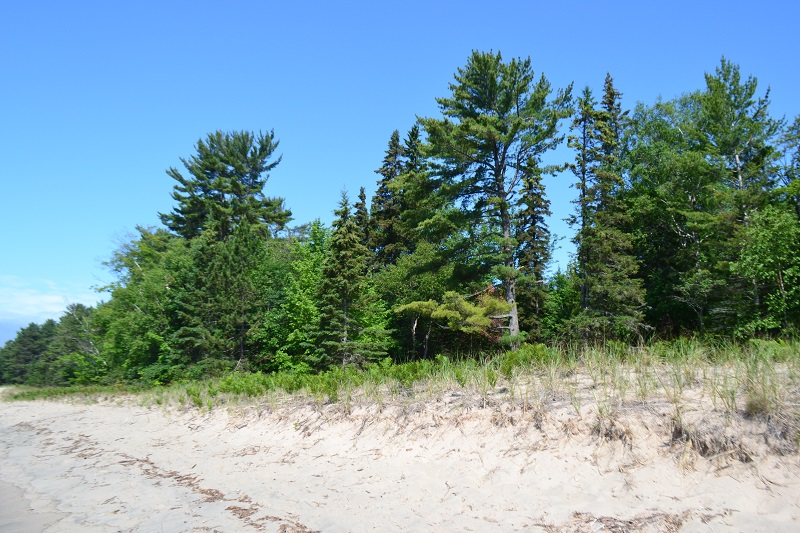 Beach dunes