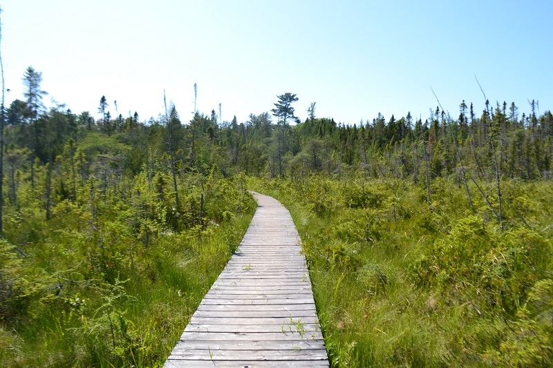 Boardwalk through a fen!