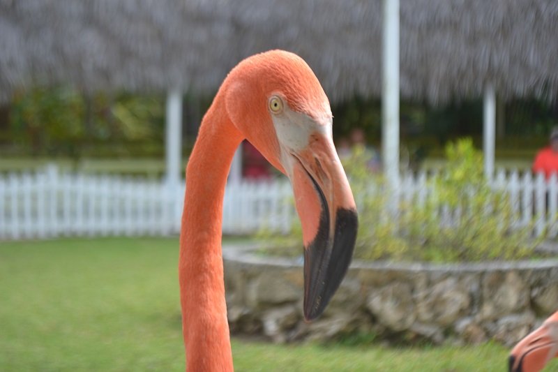 Ardastra Zoo Flamingo