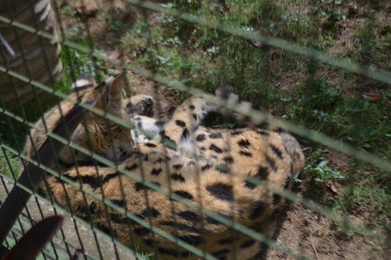 Ardastra Zoo