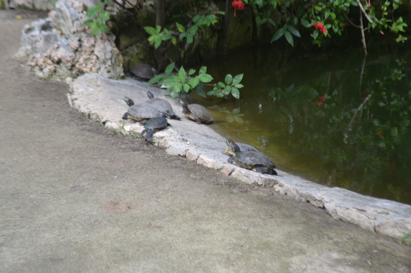 Ardastra Zoo Turtles