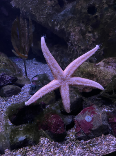 starfish at Ripley's indoor aquarium