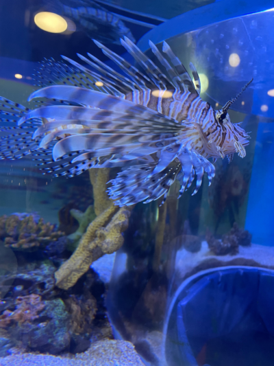Lionfish at Ripley's Indoor Aquarium of Canada