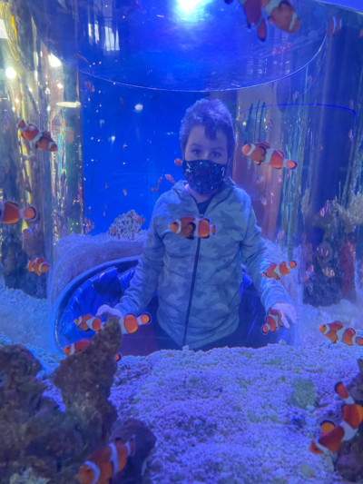 Clownfish tank at Ripley's Aquarium of Canada