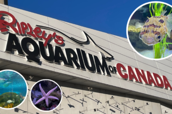 Ripley's Aquarium of Canada